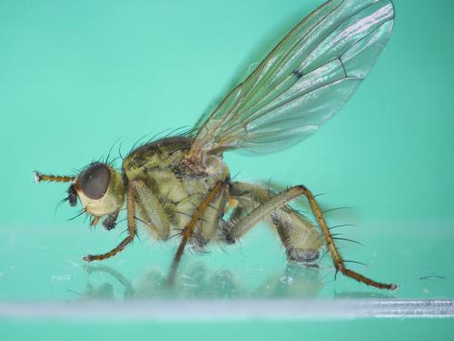 Réf. 241 240 : Scathophaga stercoraria